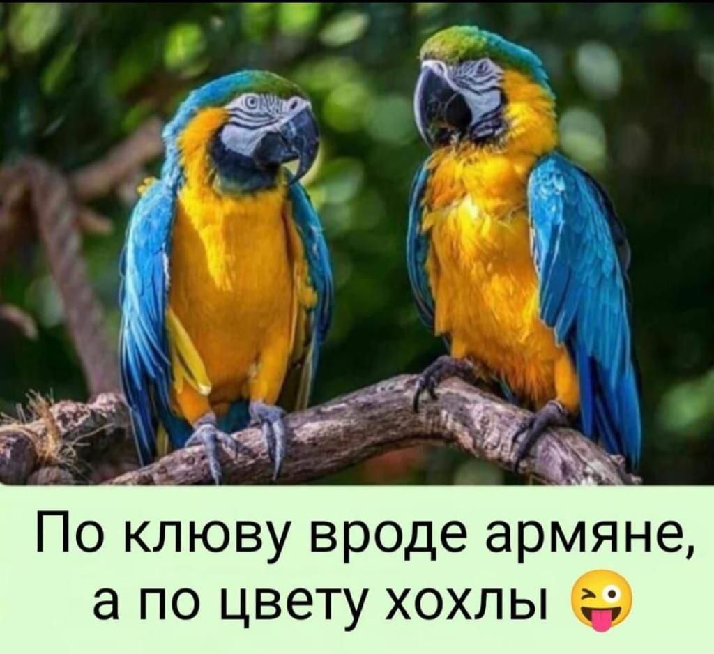 а по цвету хохлы