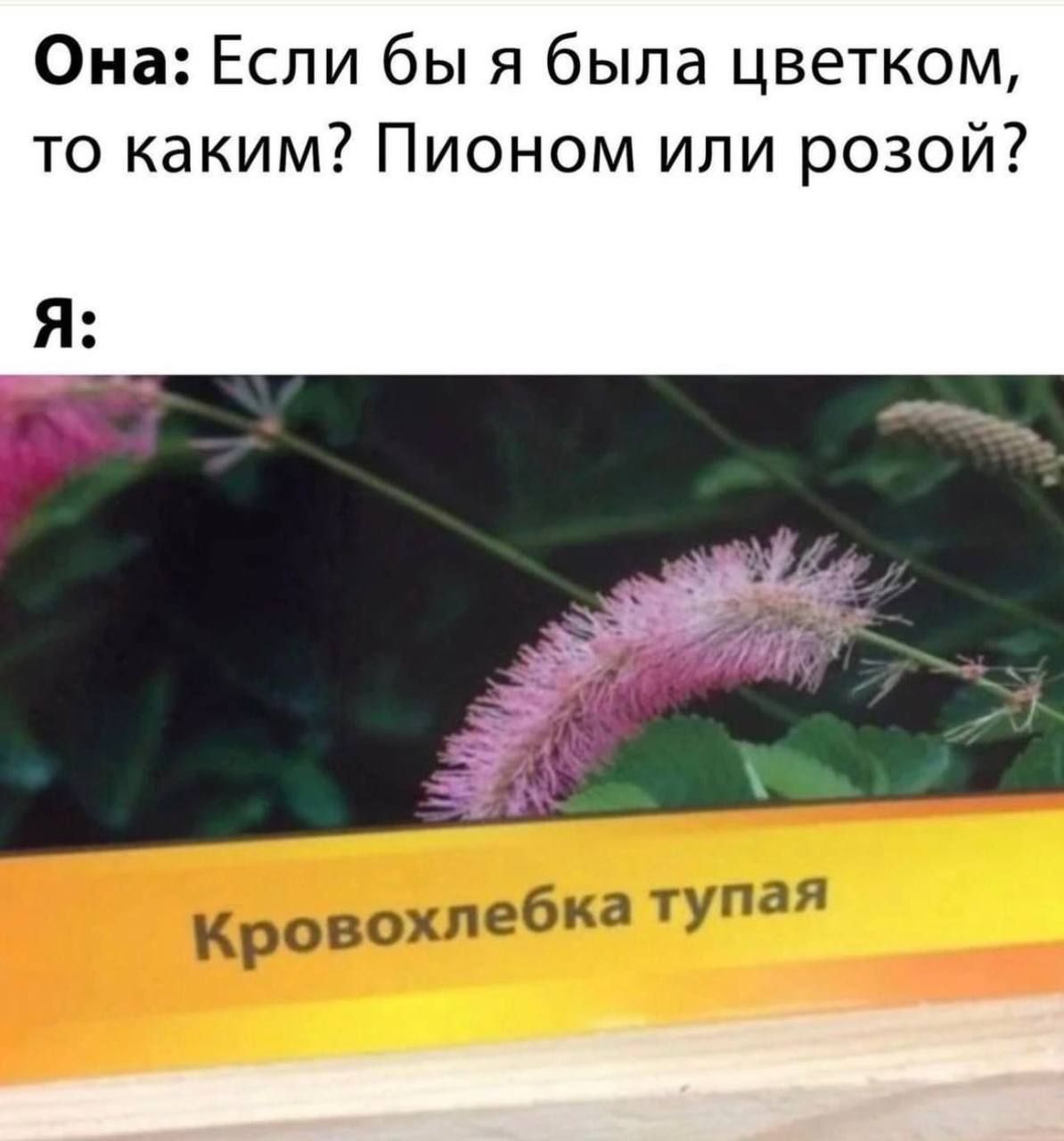 Она Если бы я была цветком то каким Пионом или розой Я охлебка тупа Кров