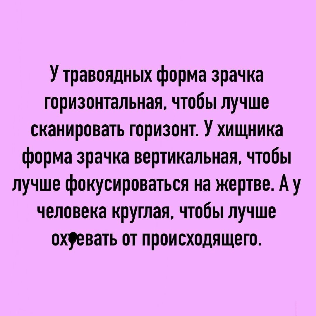 У травоядных форма зрачка горизонтальная чтобы лучше сканировать горизонт У хищника форма зрачка вертикальная чтобы лучше фокусироваться на жертве Ау человека круглая чтобы лучше охуевать от происходящего