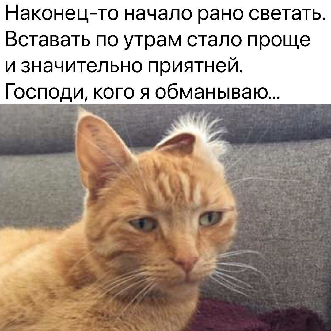 Наконец то начало рано светать Вставать по утрам стало проще и значительно приятней Господи кого я обманываю