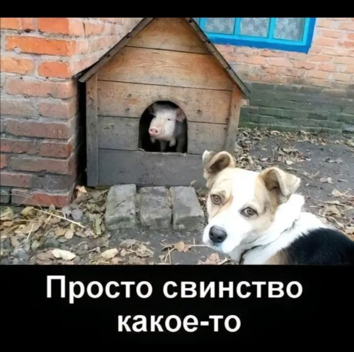 Просто свинство какое то