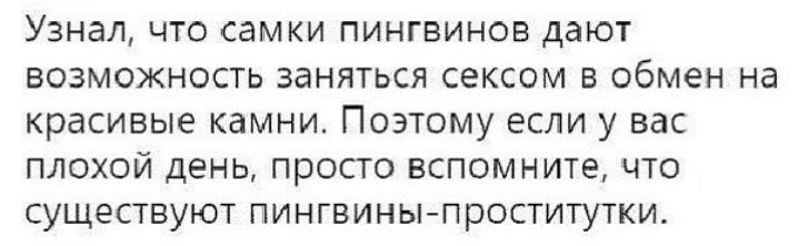 Узнал что самки пингвинов дают возмсжность заняться сексом в обмен на красивые камни Поэтому если у вас плохой день просто вспомните что существуют пингвины проститутки