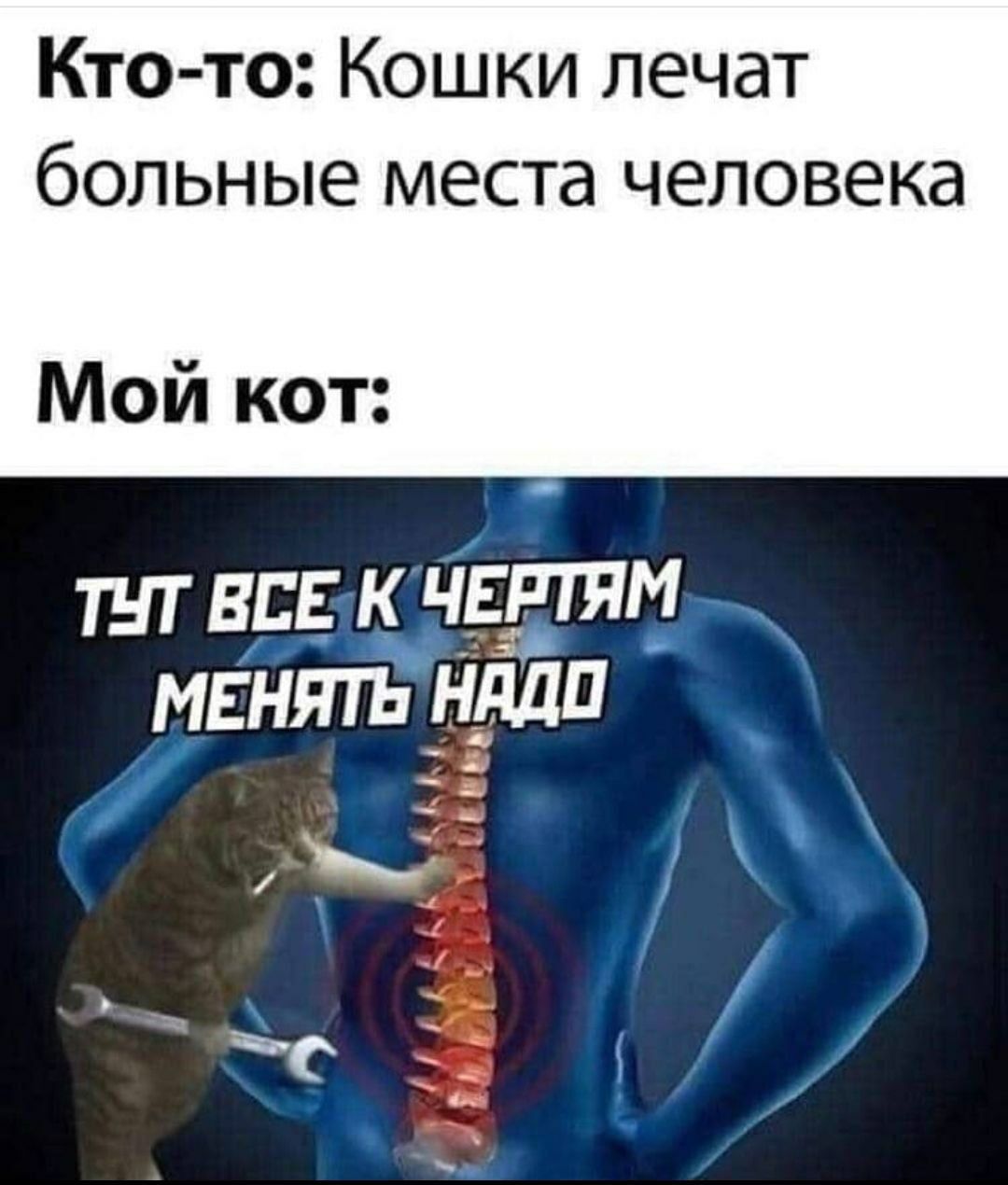 Кто то Кошки лечат больные места человека Мой кот ТНТ ВСЕ К ЧЕРТЯМ МЕНЯТБ НддП