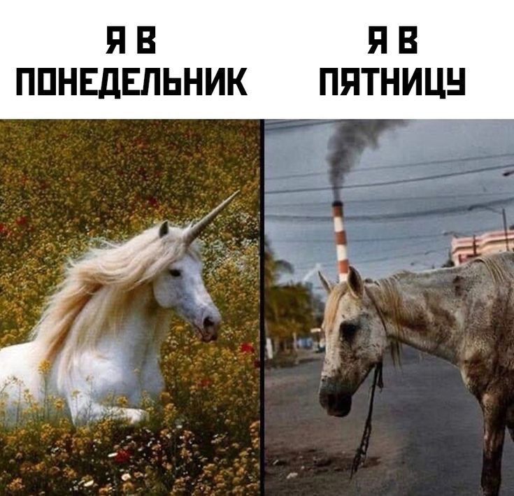 я В Я В ППНЕдЕЛЬНИК ППТНИЦН