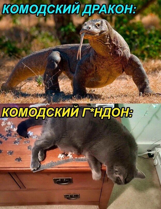 КОМОДСКИЙ ДРАКОН И __