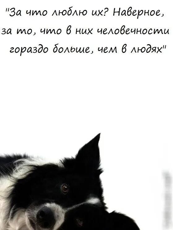 За чило люблю их Наберное за то что б них чеАобечносмм гораздо бодьше чем 6 Аюдях