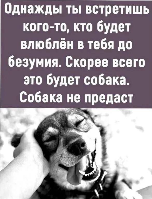 Однажды ты встретишь кого то кто будет влюблён в тебя до безумия Скорее всего это будет собака Собака не предаст