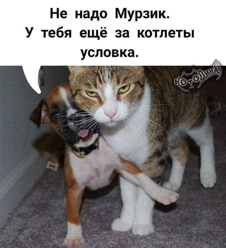 Не надо Мурзик У тебя ещё за котлеты условка