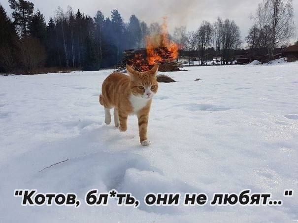 Котов блть они не любят