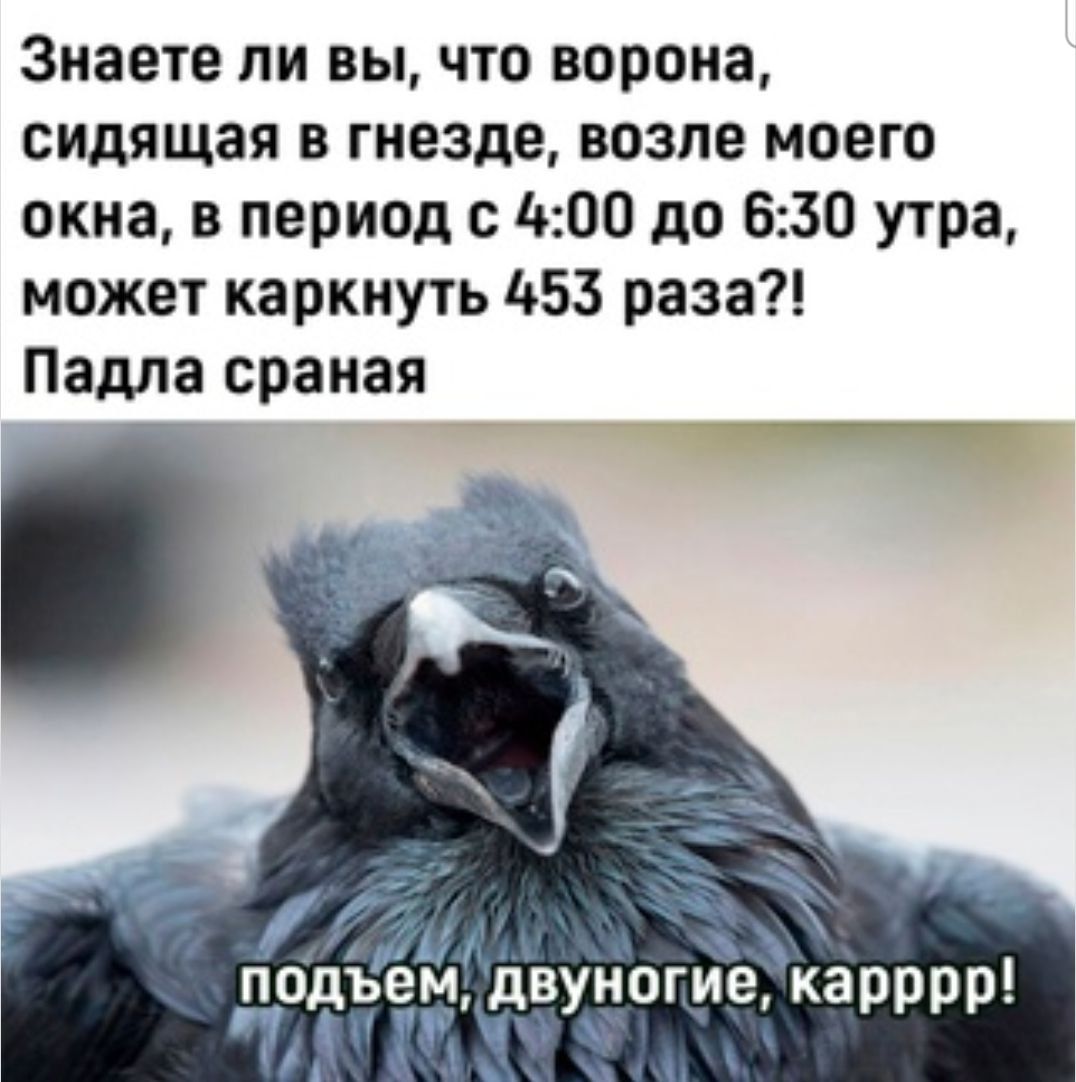 Знаете ли вы что ворона сидящая в гнезде возле моего окна в период с 1000 до 630 утра может каркнуть 53 раза Падла сраная