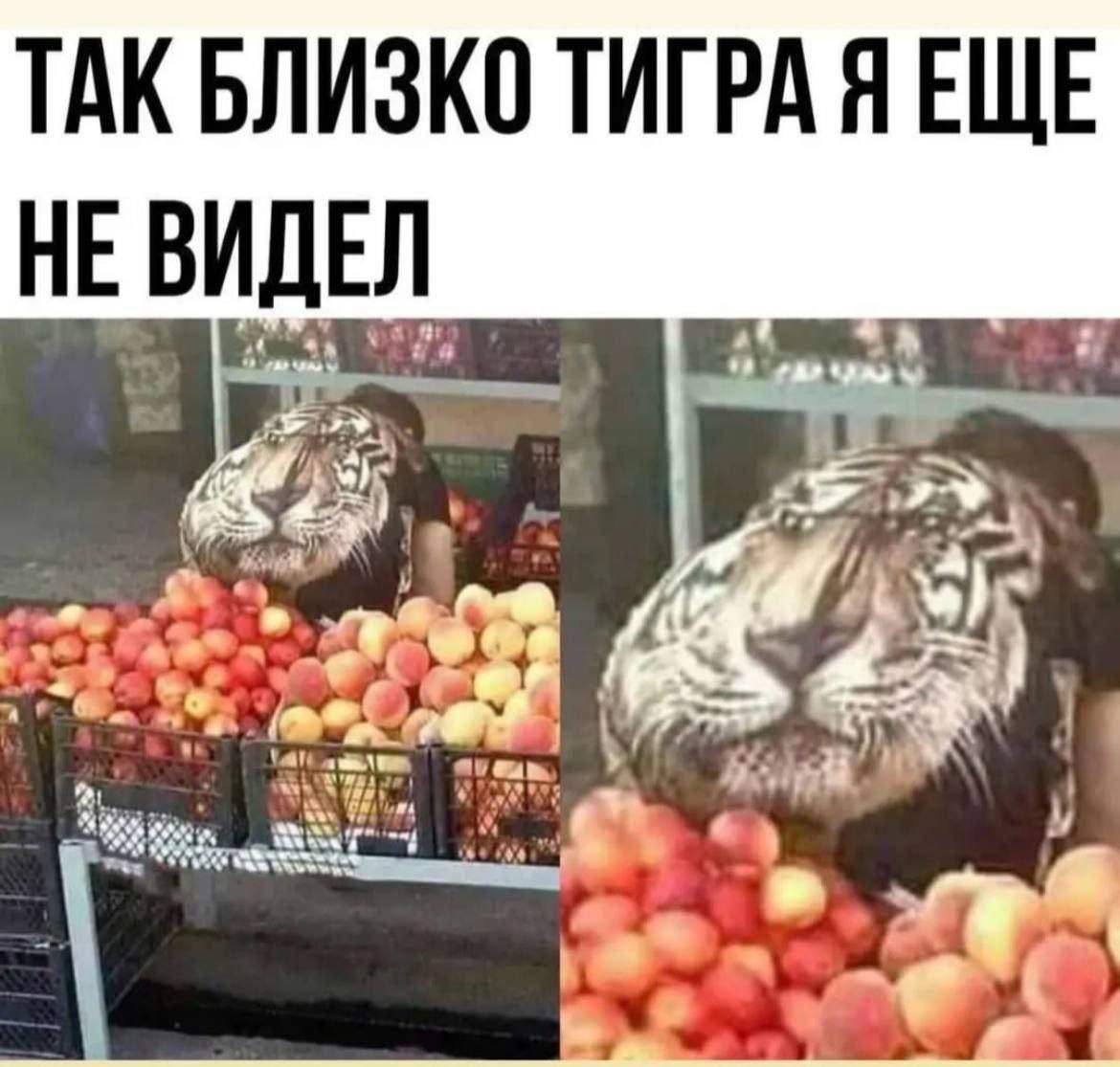 тдк влизкптигрдя ЕЩЕ нв ВИДЕ