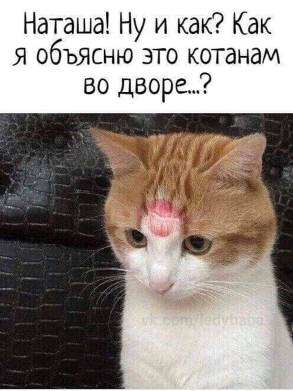 Наташа Ну и как Как Я объясню это котднам во дворе