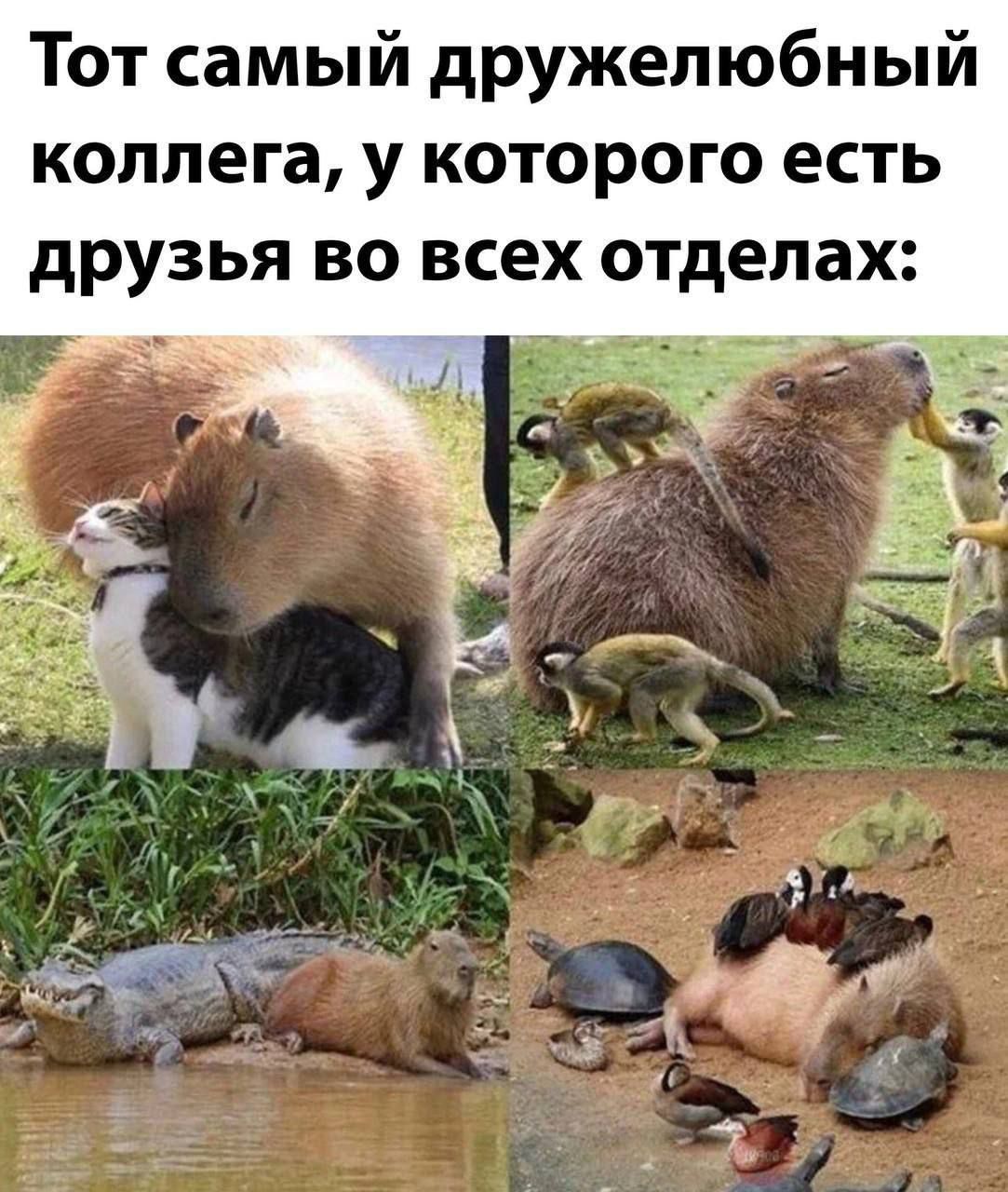 Тот самый дружелюбный коллега у которого есть друзья во всех отделах _