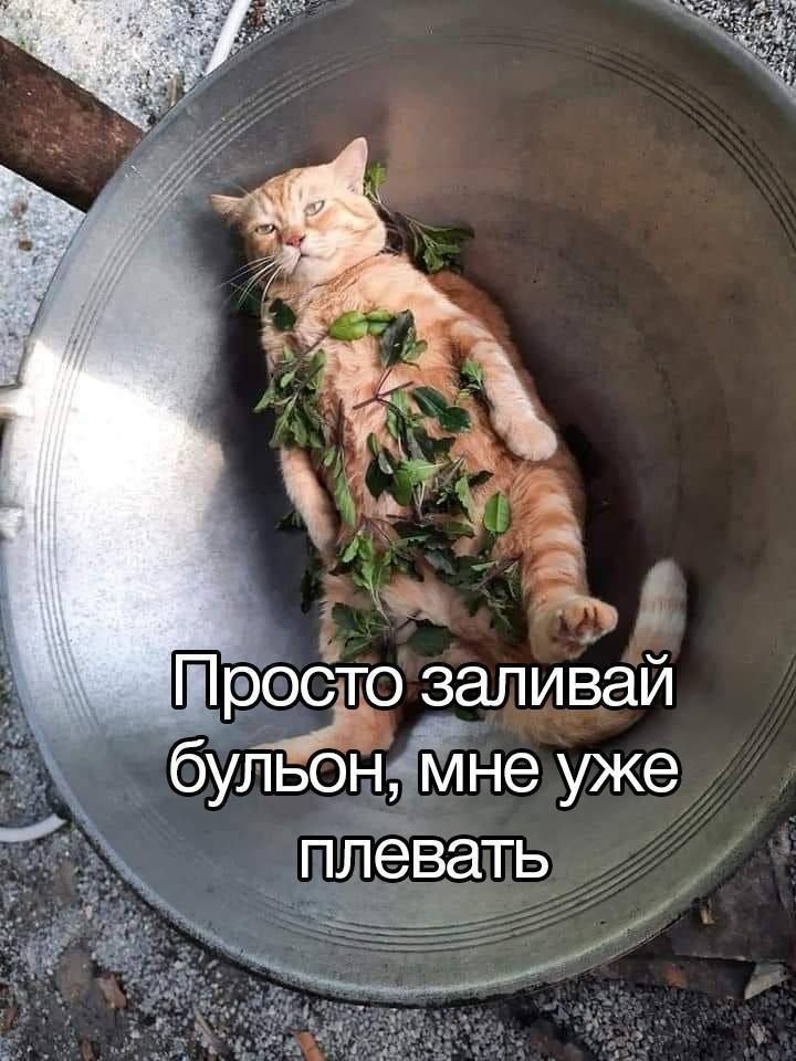 Ё ЗЭПИВИ бульонмне уже плевать