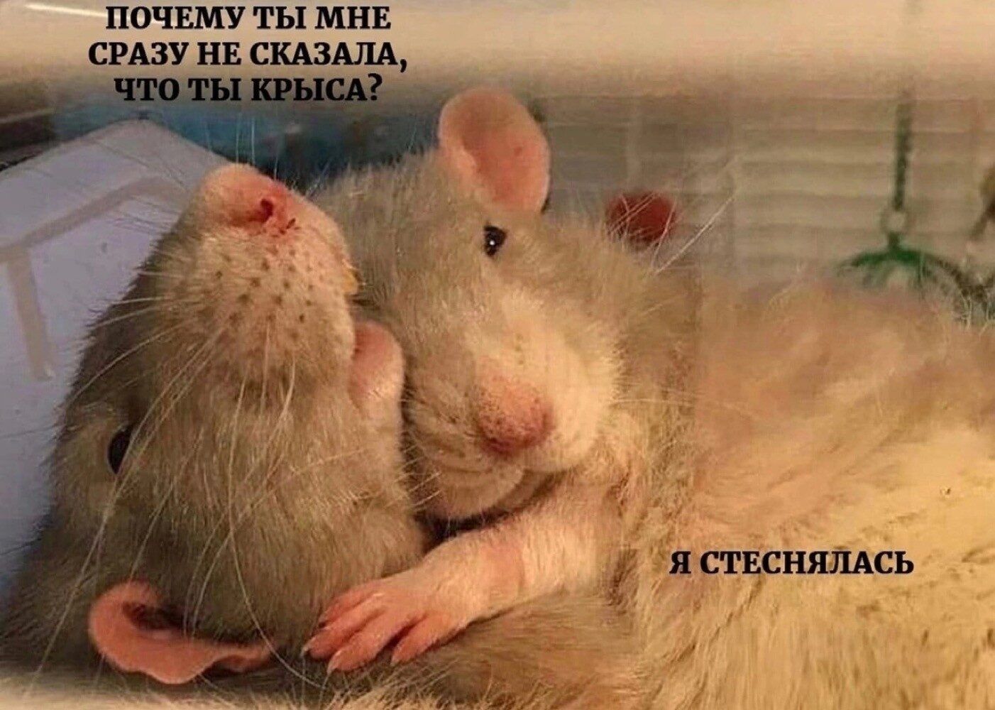 почин ты мня