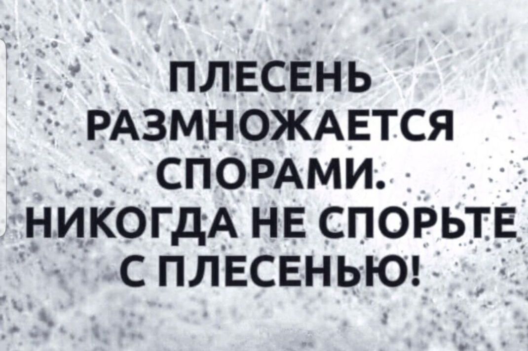 плесень РАзмножмгтся _ __ СПОРАМИ НИКОГДА НЕ спорьтЕ сплвсвнь юг