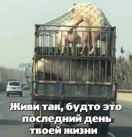 Шивитаи будто зіо потедиий день твоей жизни