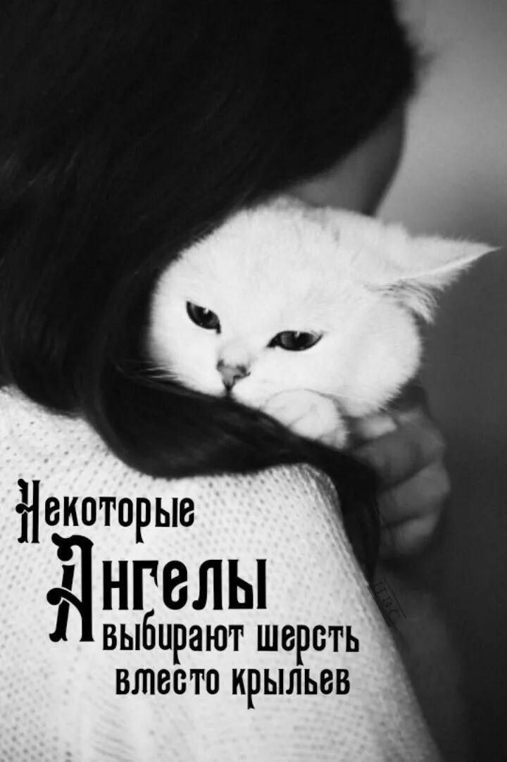 Некоторые ангелы выбирают шерсть втвстп крыльев А
