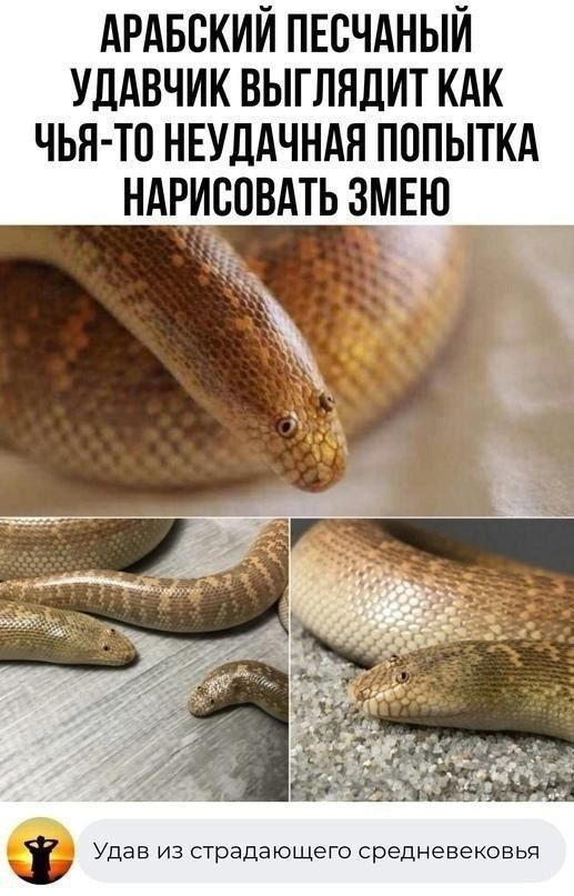 АРАБВКИЙ ПЕСЧАНЫЙ УЛАВЧИК ВЫГЛЯЛИТ КАК ЧЬН ТО НЕУДАЧНАЯ ПОПЫТКА НАРИСПВАТЬ ЗМЕЮ 1 Удав из страдающего средневековья