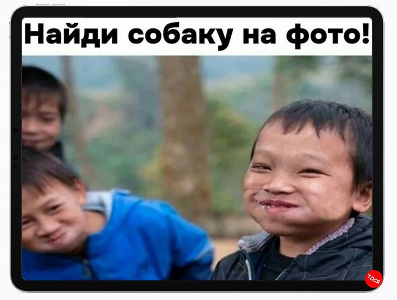 Найди собаку на фото
