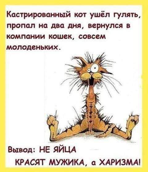 Кастрироиинщй кот ушёл гулять пропал на два дня вернулся в компании кошек совсем МОЛОДОИЬКИХ Вывод НЕЪЙЦА кмсят мужикд хдгизмм