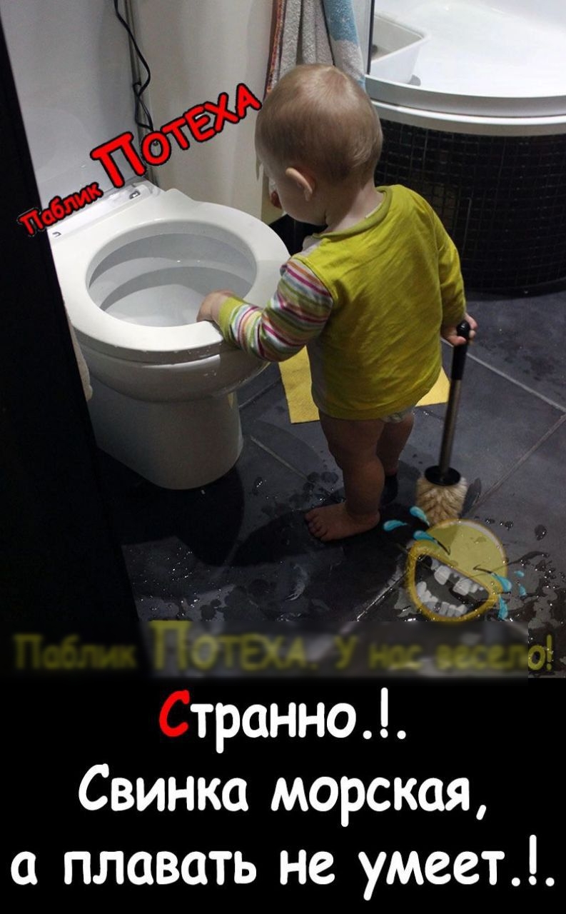 ил _ транно Свинка морская а плавать не умеет