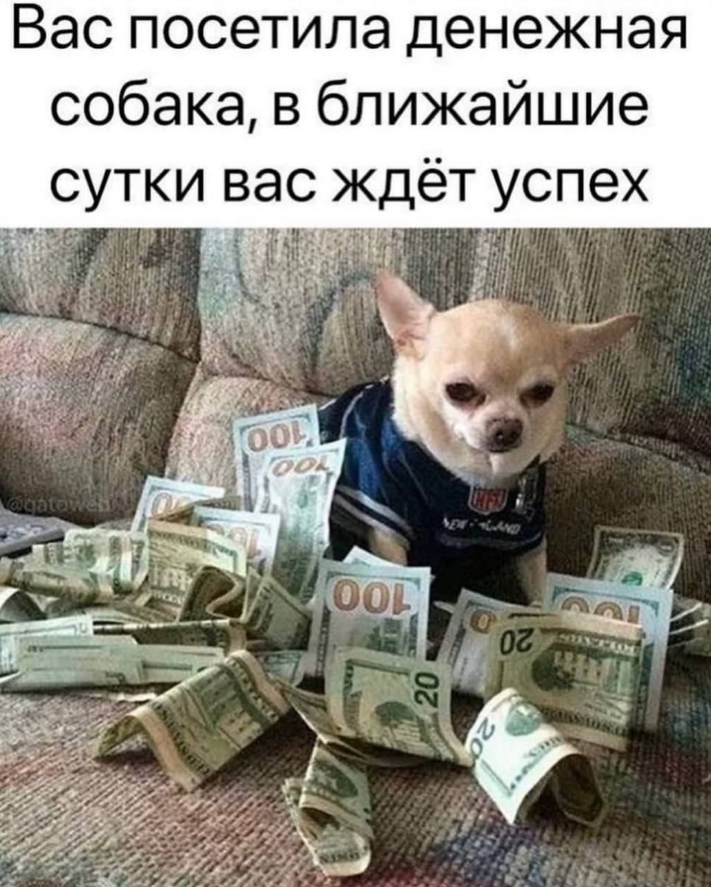 Васпосетипаденежная собака в ближайшие сутки вас ждёт успех