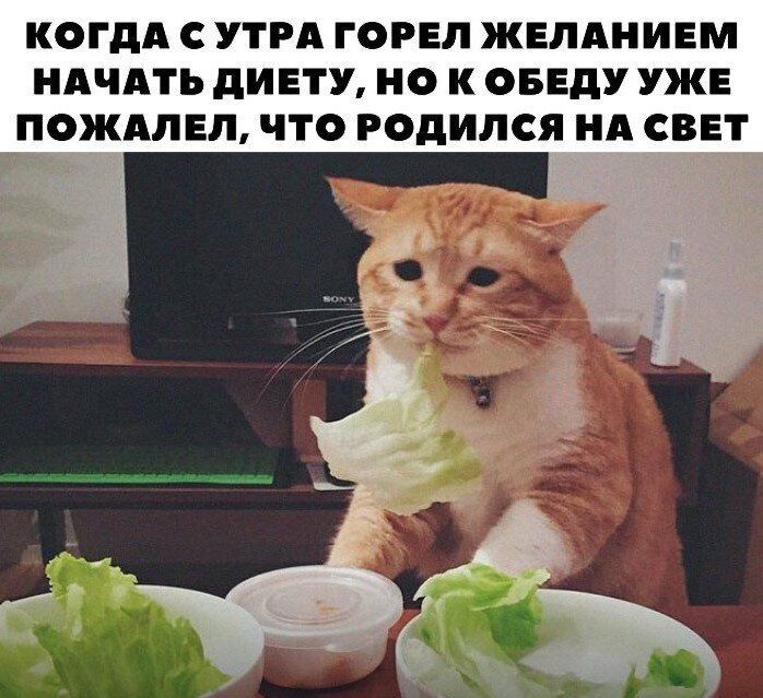 КОГДА С УТРА ГОРЕЛ ЖЕЛАНИЕМ НАЧАТЬ дИЕТУ О К ОБЕдУ УЖЕ ПОЖАЛЕЛ ЧТО годился НА СВЕТ