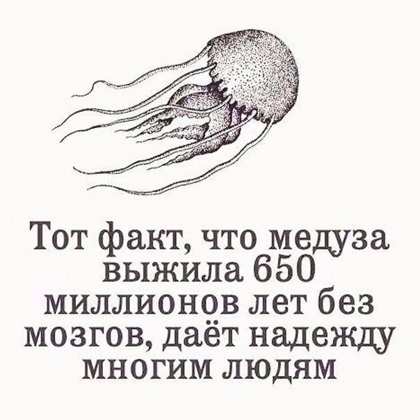 Тот факт что медуза выжила 650 миллионов лет без мозгов дает надежду многим людям