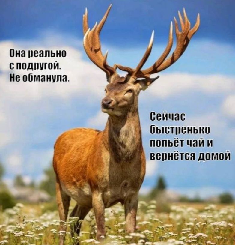 ШШ ПЕЯПЫШ В ППДПУЮИ ЮМШШПЕЪ Сейчас быппеиькп пппып чай и вепиіпсп дамой