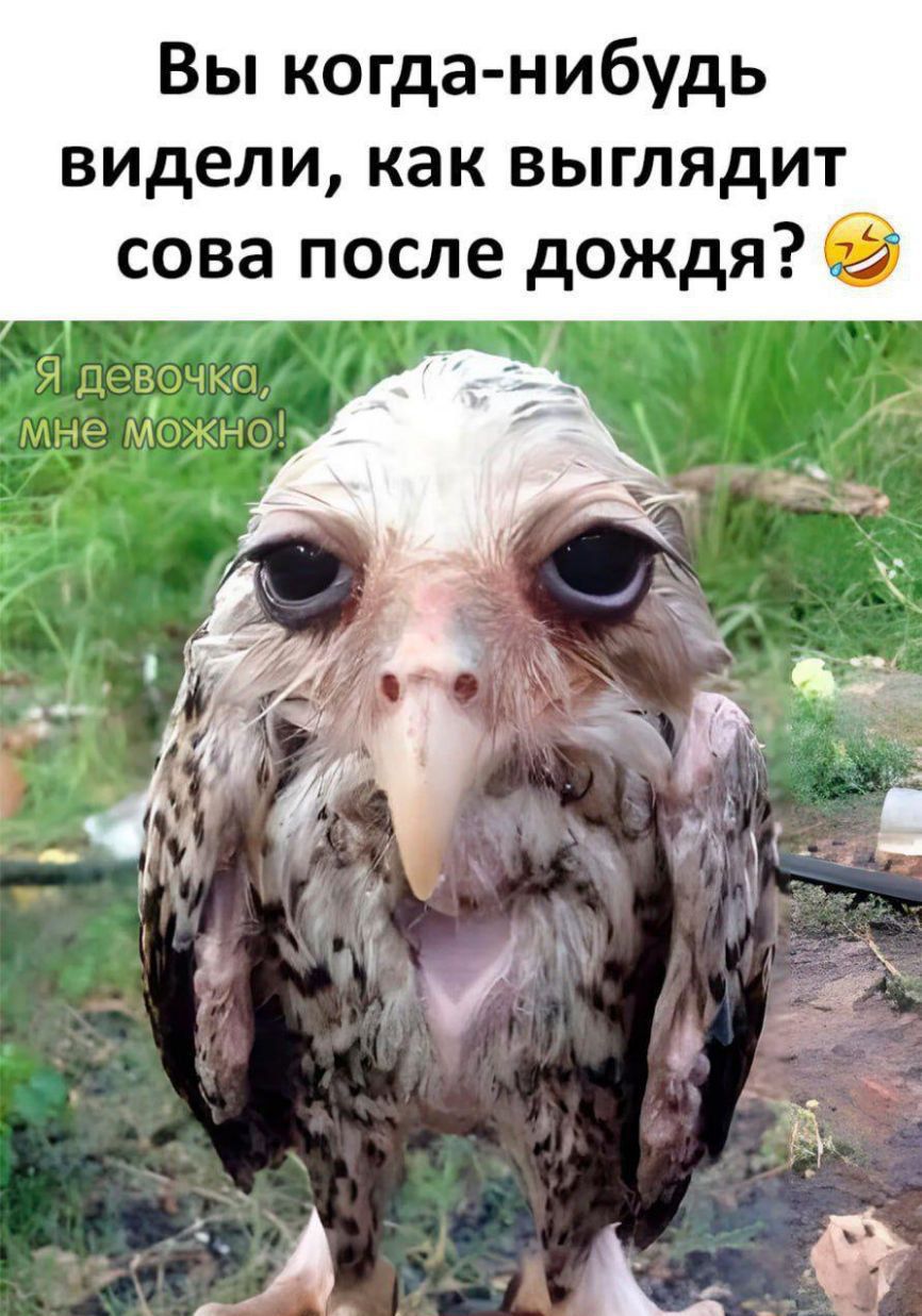 Вы когда нибудь видели как выглядит сова после дождя