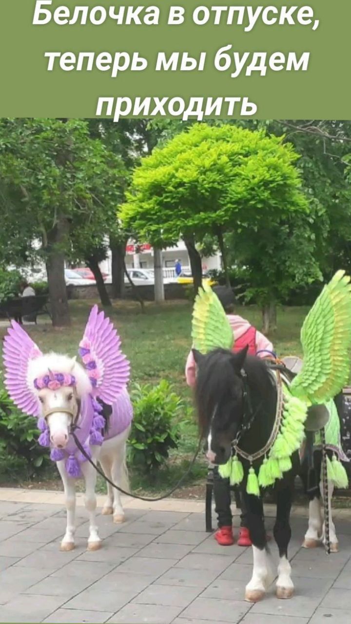 Белочка в отпуске теперь мы будем приедит _А _ ціЁЁг