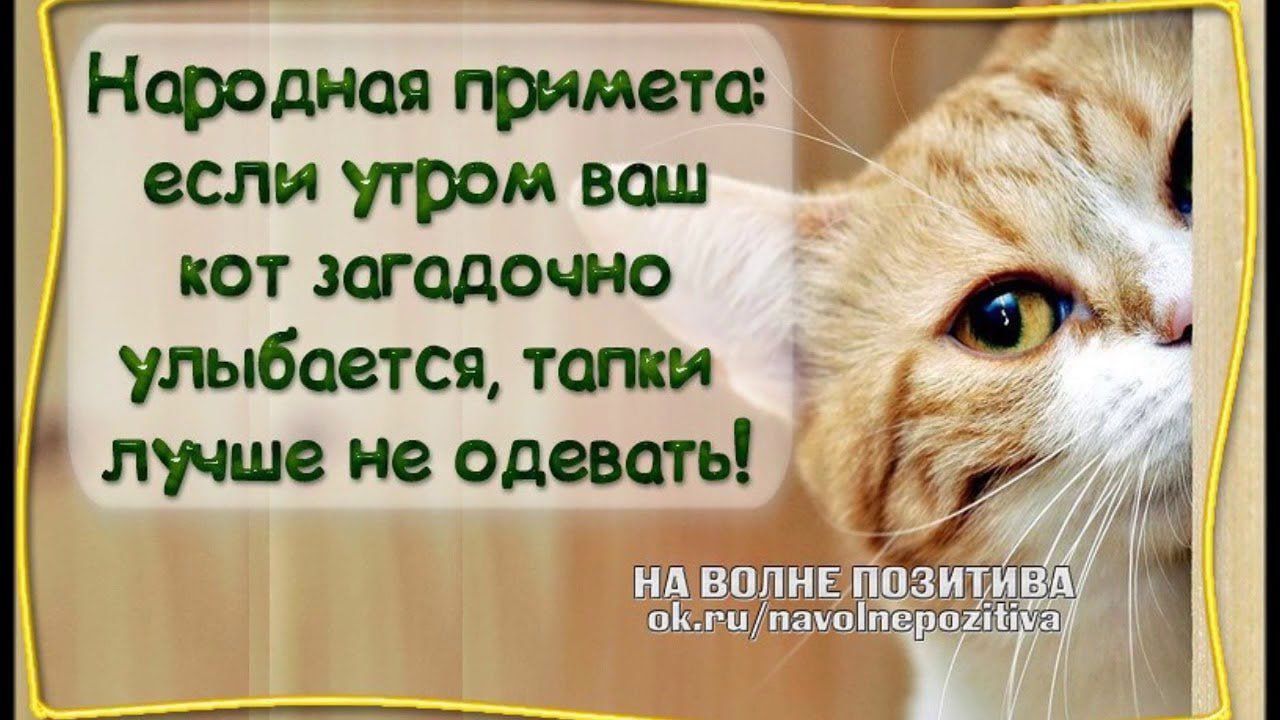 ч Нфодния примета если утром ваш КОТ заодочно улыбается тапки лучшвнеодввать