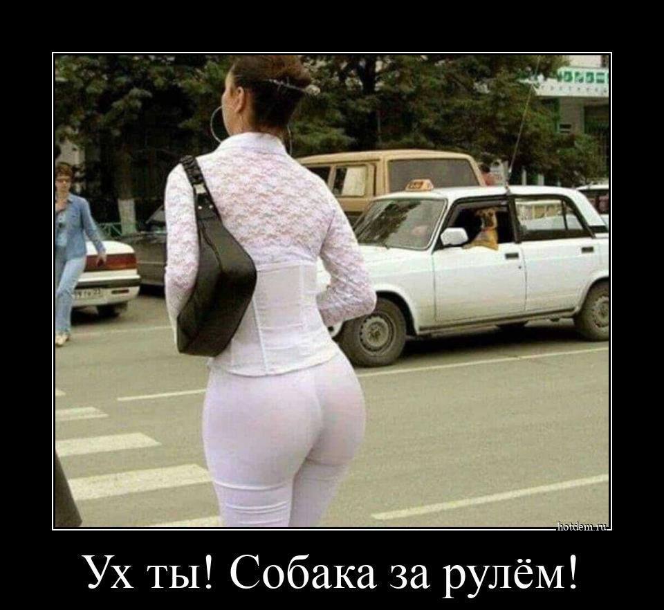 Ух ты Собака за рулём