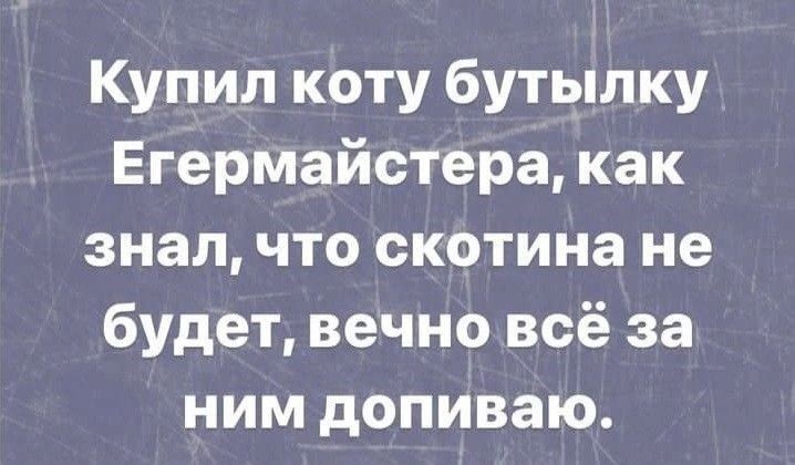 Купил коту бутылку Егермайстера как знал что скотина не будет вечно всё за ним допиваю