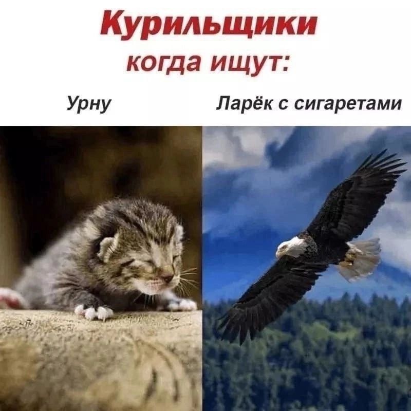 Курильщики когда ищут Урну Парёк с сигаретами