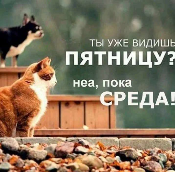 ты УЖЕ видишь _ пятницуг _ неа ПОКЗ СРЕДА