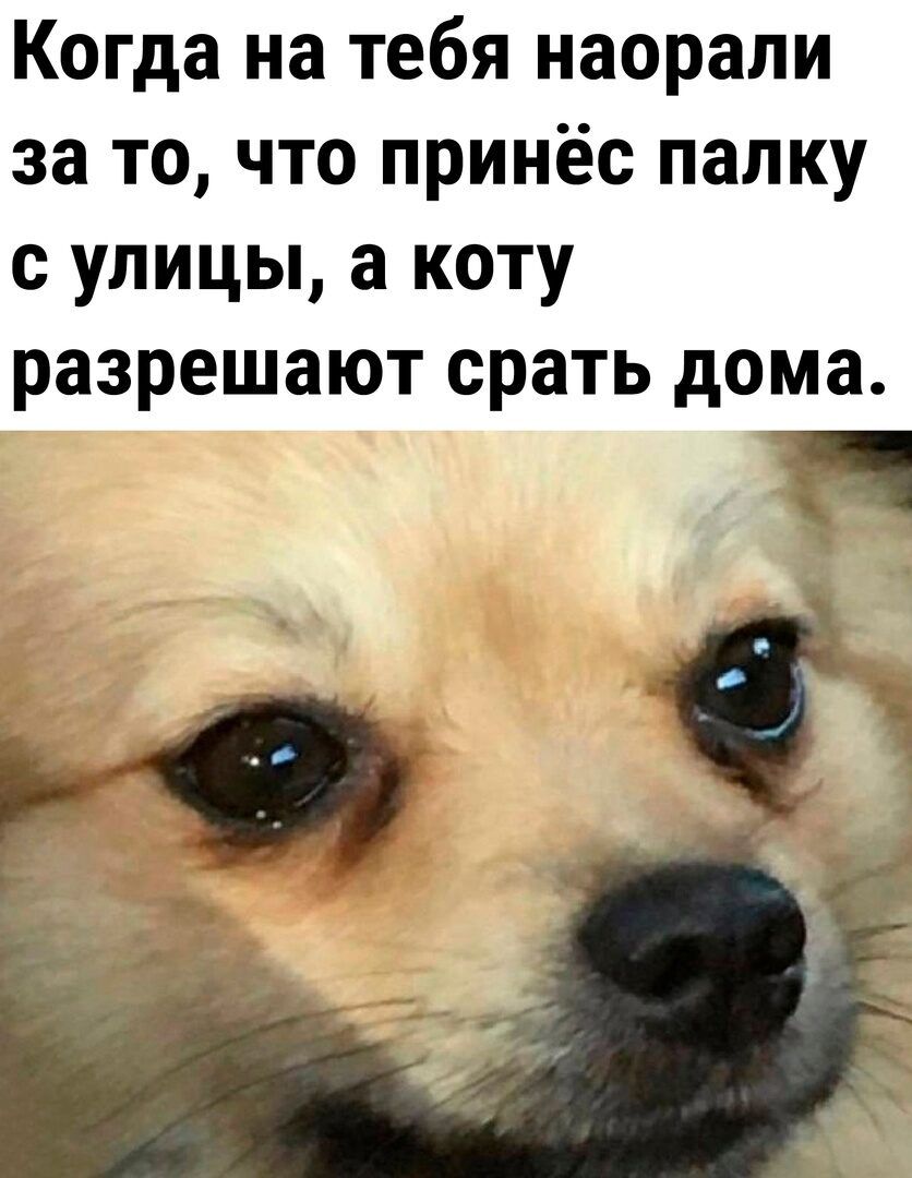 Когда на тебя наорали за то что принёс папку с улицы а коту разрешают срать дома м