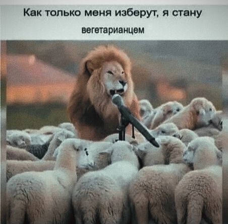 Как только меня изберут я стану ввгетериннцвм