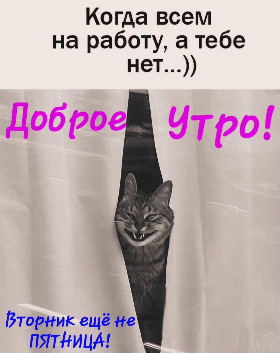 Когда всем на работу а тебе нет добРО утро Вторник ещё не пятдицм _