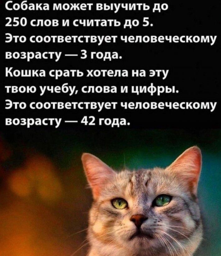 Собака может выучить до 250 слов и считать до 5 Это соответствует человеческому возрасту 3 года Кошка срать хотела на эту твою учебу слова и цифры Это соответствует человеческому возрасту 42 года