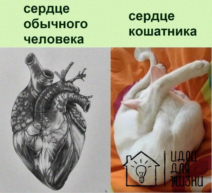 сердце обычного соНе кошатника человека