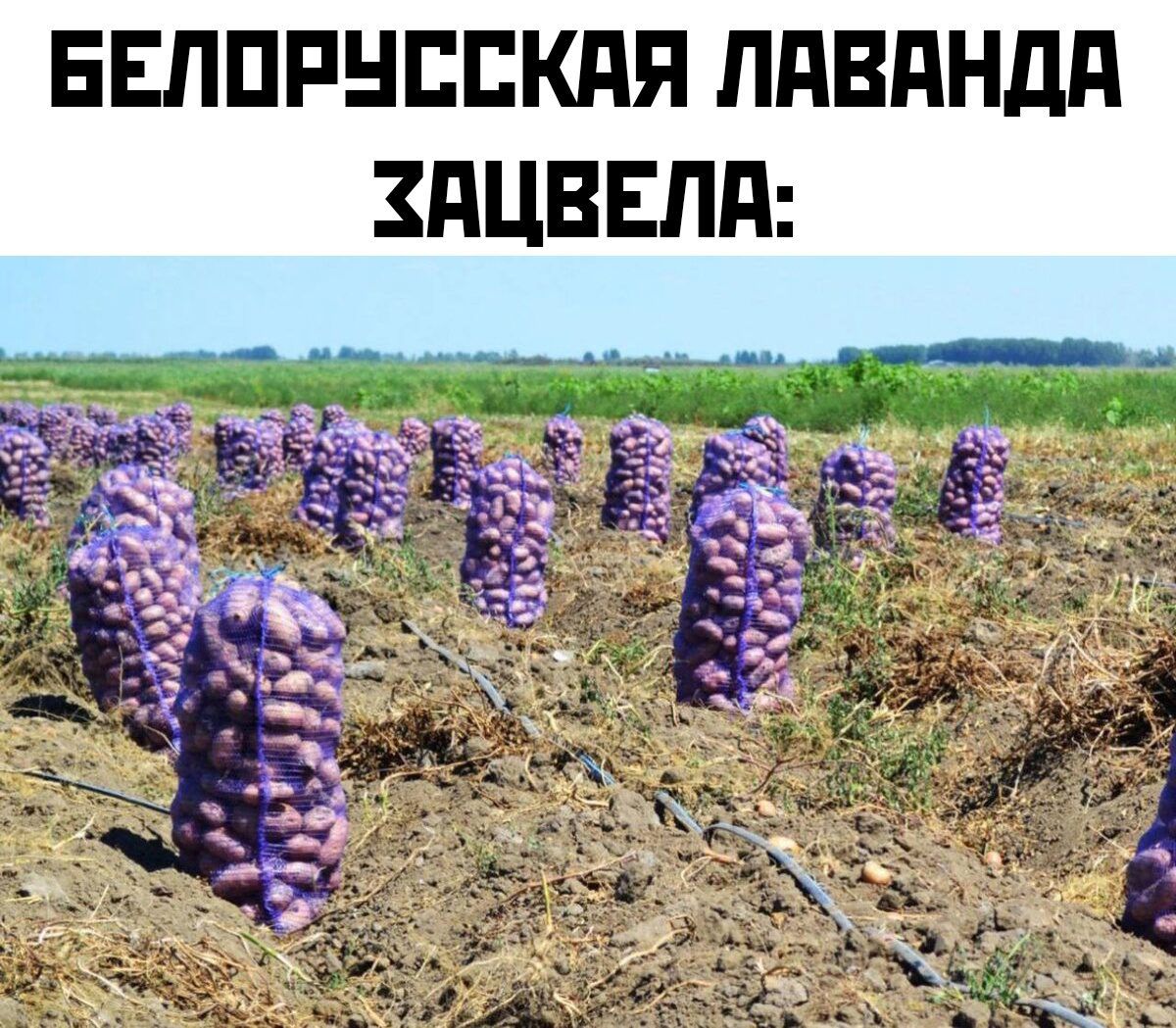 БЕЛОРУССКАЯ ЛАВАНДА ХАЦВЕЛА