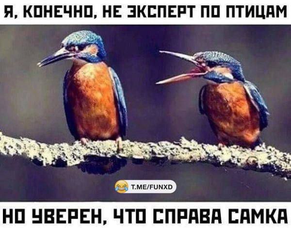 Я КОНЕЧНО НЕ ЭКСПЕРТ ПО ПТИЦАМ НО УВЕРЕН ЧТО СПРАВА САМКА