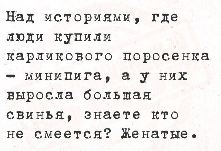 Над историями где люди купили карликового поросенка минипига а у них выросла большая свинья знаете кто не смеется Женатые