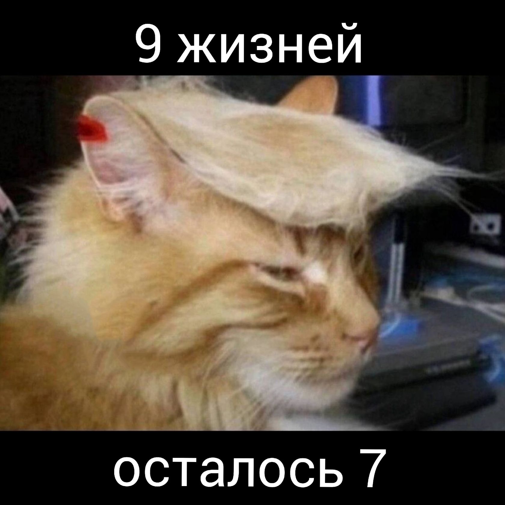 9 жизней осталось 7