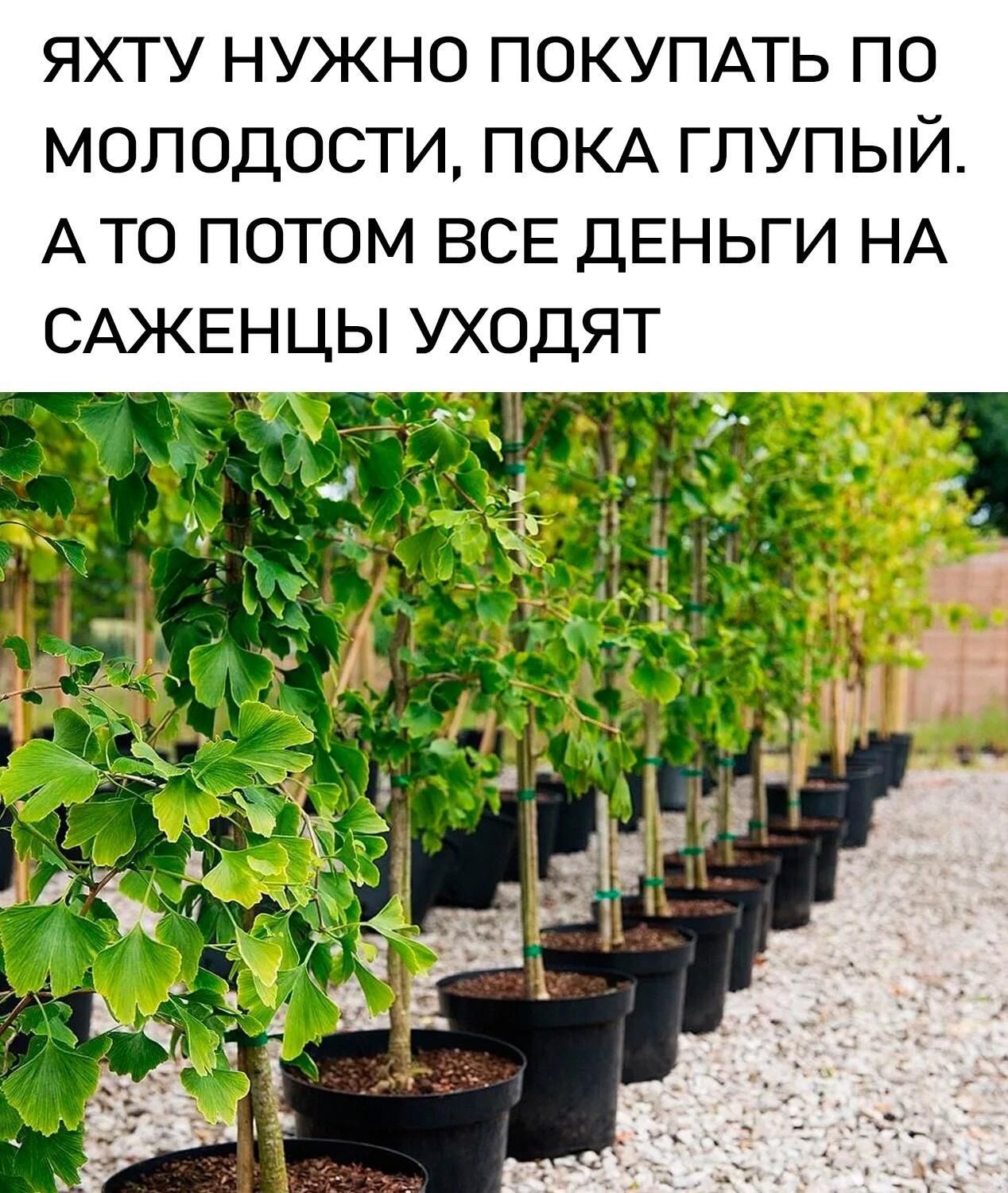 ЯХТУ НУЖНО ПОКУПАТЬ ПО МОЛОДОСТИ ПОКА ГЛУПЫЙ АТО ПОТОМ ВСЕ ДЕНЬГИ НА САЖЕНЦЫ УХОДЯТ