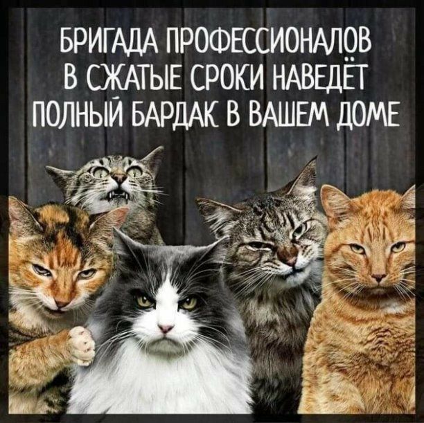 БРИГАДА ПРОФЕССИОНАЛОВ В СЖАТЫЕ СРОКИ НАВЕДЁТ ПОЛНЫЙ БАРДАК В ВАШЕМ ДОМЕ е у