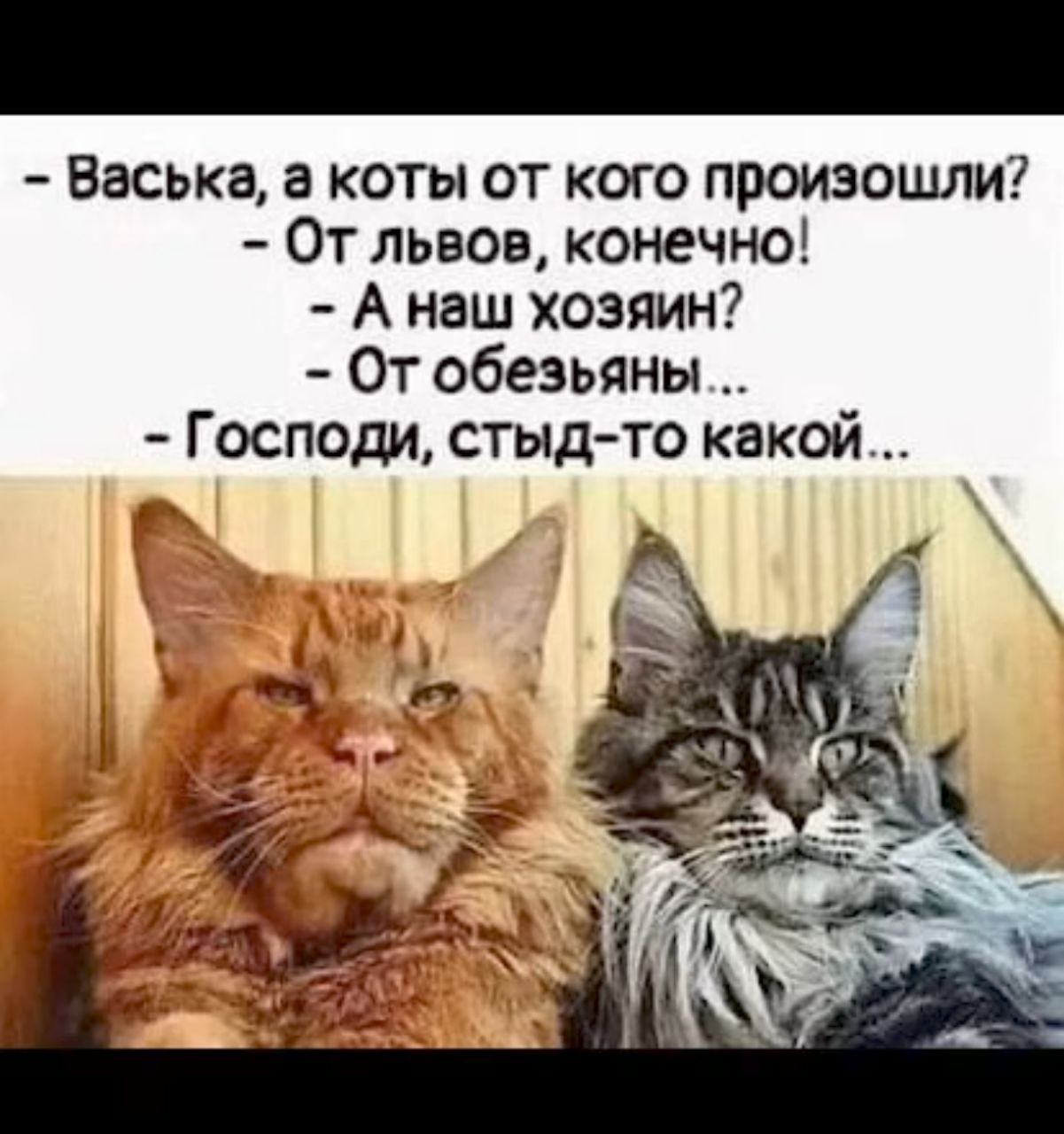 Васька а коты от кого произошли От львов конечно Анаш хозяин От обезьяны Господи стыд то какой