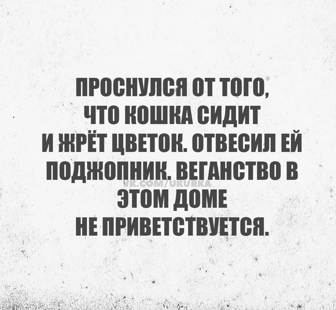 ПРОСНУЛСЯ ОТ ТОГО ЧТО КОШКА СИДИТ И ЖРЁТ ЦВЕТОК ОТВЕСИЛ ЕЙ ПОДЖОПНИК ВЕГАНСТВО В ЭТОМ ДОМЕ НЕ ПРИВЕТСТВУЕТСЯ